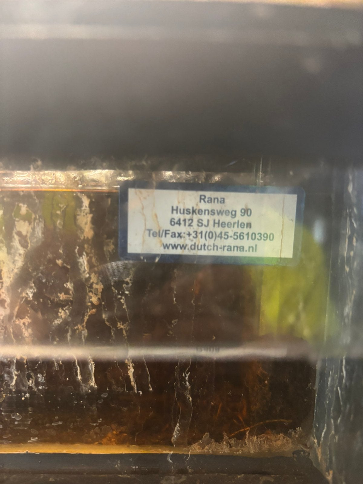 Dutch rana paludarium, Enlèvement, Utilisé, Terrarium ou Paludarium