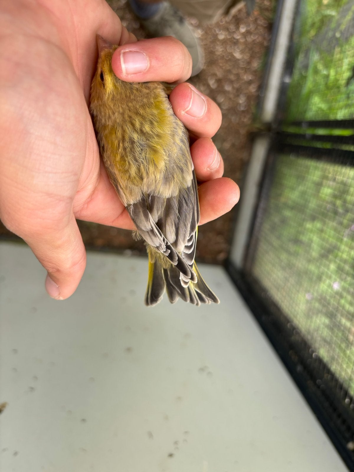 Jonge groenvink, Dieren en Toebehoren, Geringd