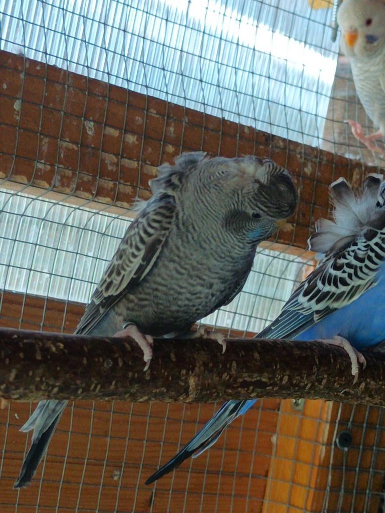 Hagoromo blackface /bw, Mâle