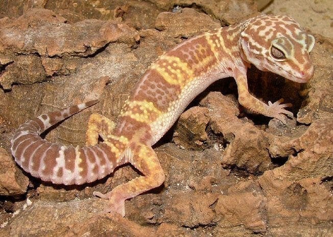 Luipaardgekko vrouw gezocht