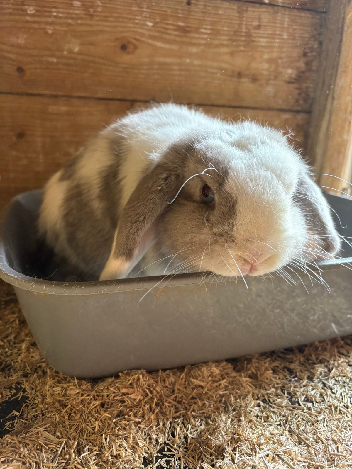 Minilop voedster, Femelle, Petit, Oreilles tombantes, 0 à 2 ans