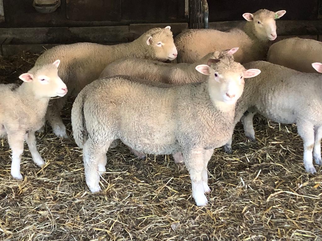 Poll dorset ram, Dieren en Toebehoren