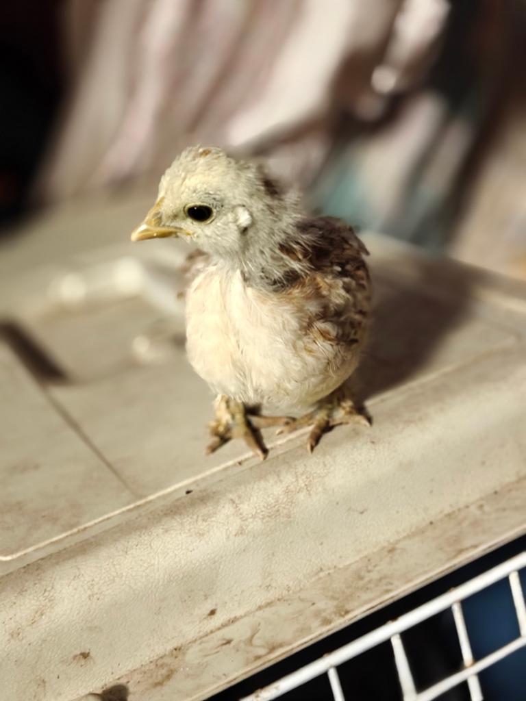 Verschillende kuikentjes, Dieren en Toebehoren