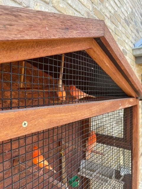Rode kanaries, Sexe inconnu, Canari de couleur