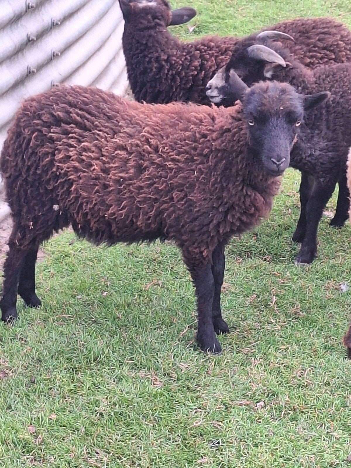 mooi ouessant dwerschaap ooilam, Vrouwelijk, Schaap, 0 tot 2 jaar