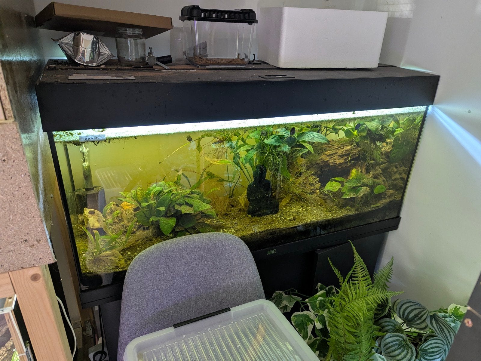 juwel 180 incl channa punctata, Dieren en Toebehoren, Ophalen, Filter, Juwel