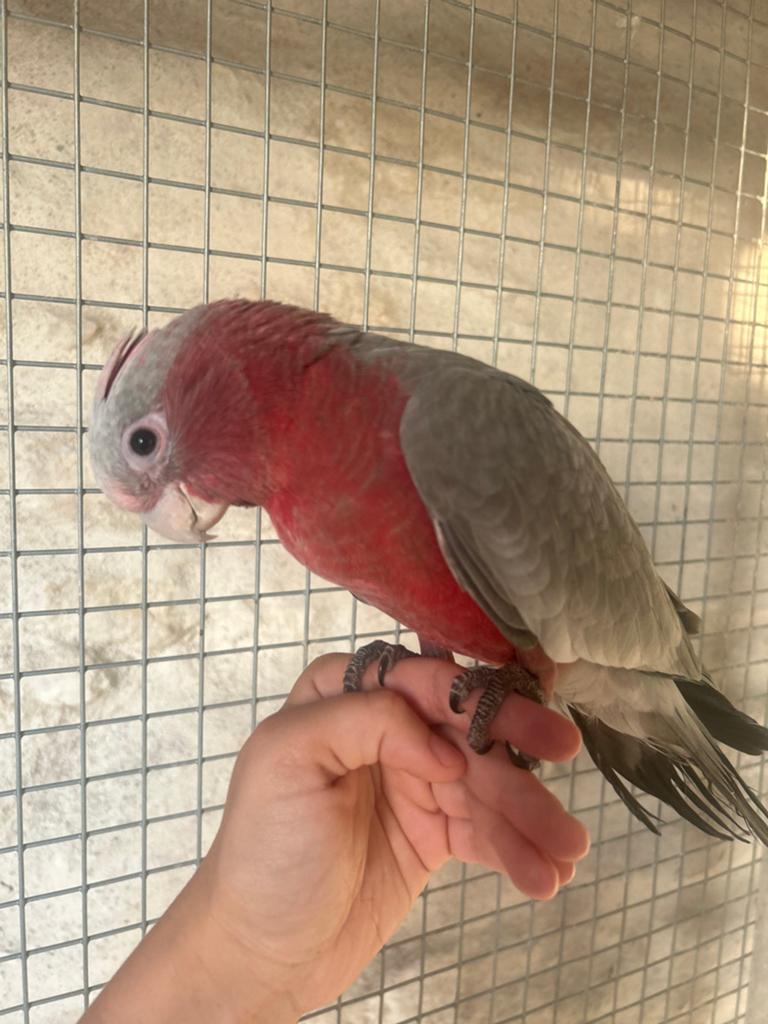 jeune cacatoès rosalbin EAM, Dieren en Toebehoren, Papegaai, Geringd