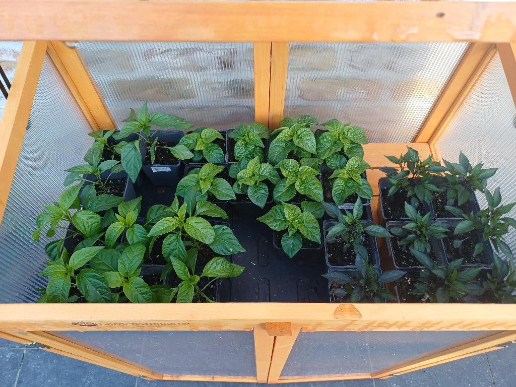 Peper plantjes, verschillende soorten, Tuin en Terras, Ophalen