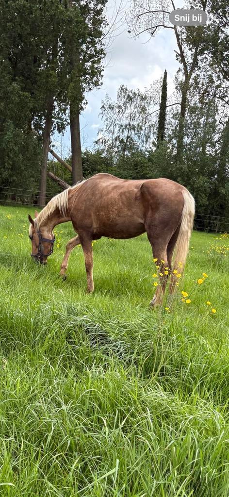 Zangersheide palomino merrie 4 jaar, Dieren en Toebehoren, Merrie