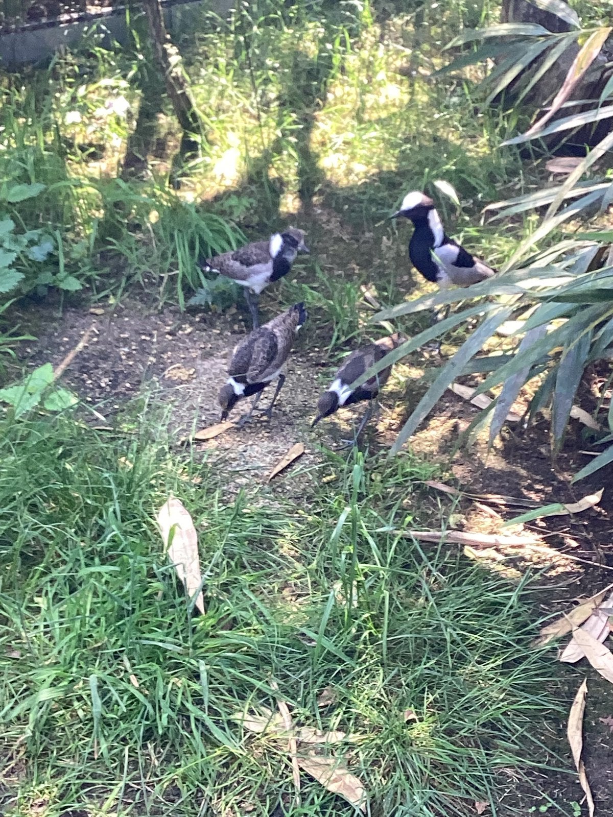 Black smith plevier. Chileense kievit, Dieren en Toebehoren, Vogels | Overige Vogels