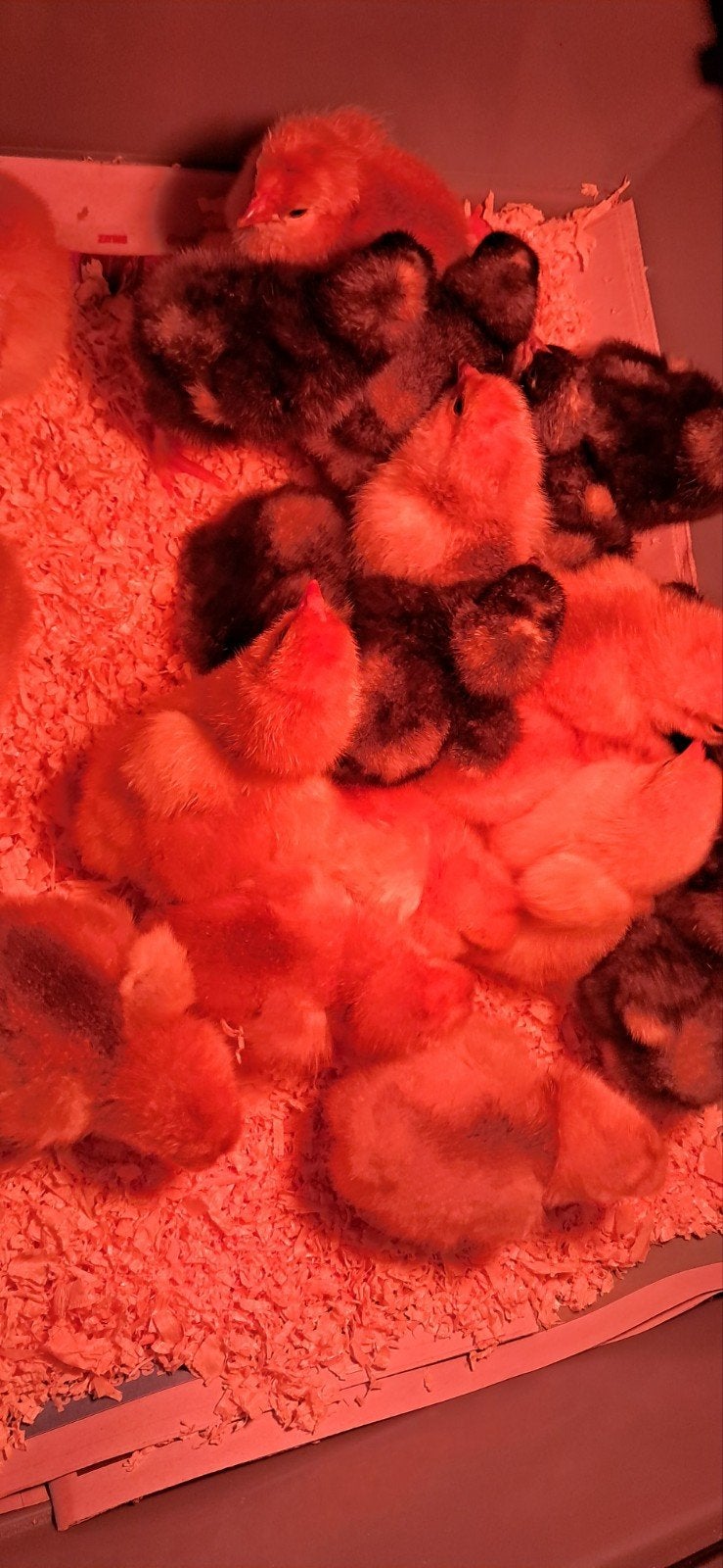 Kuikens mechelse koekoek en brahma, Geslacht onbekend