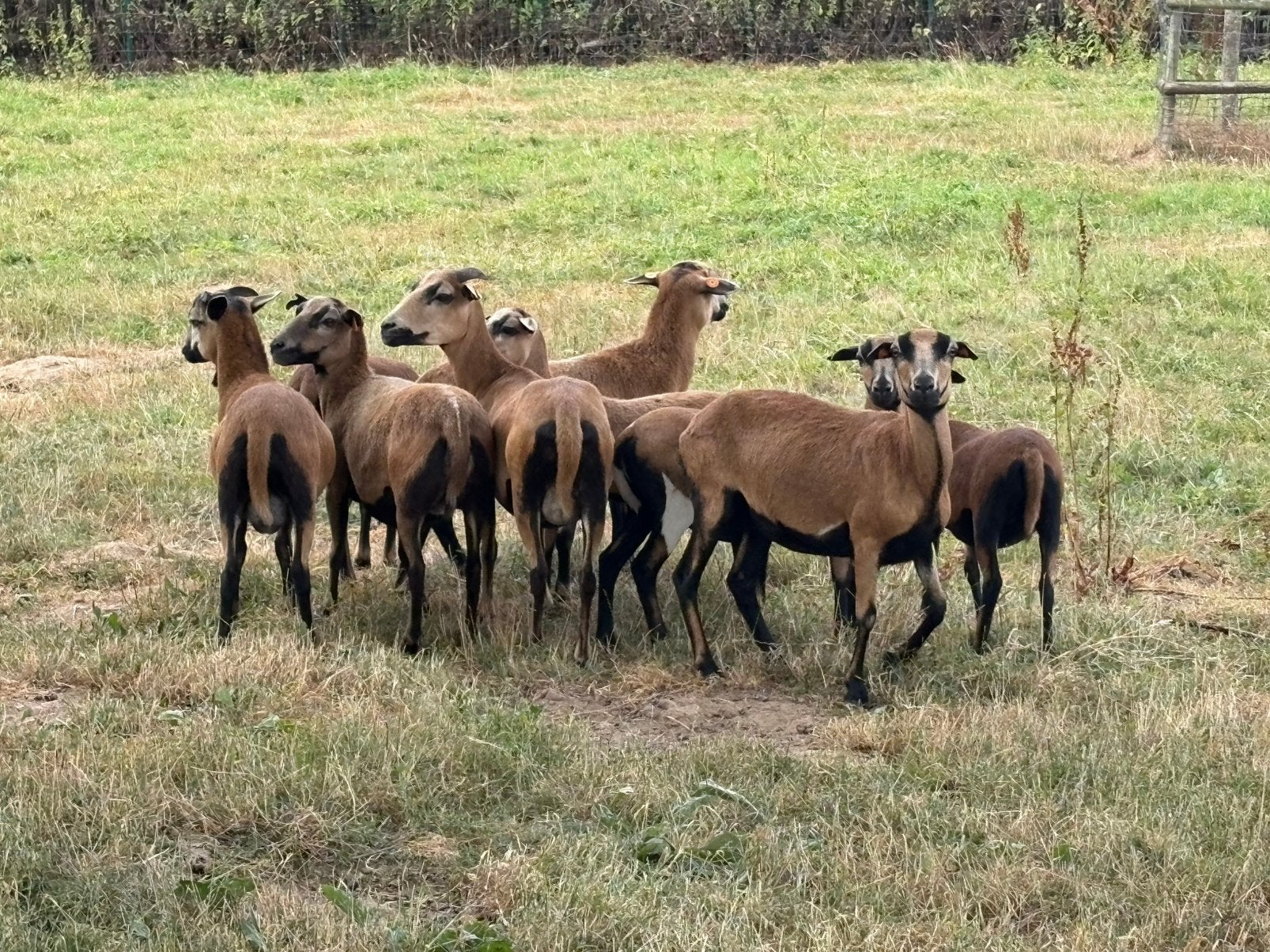 Brebis du Cameroun, Animaux & Accessoires, Femelle, Mouton, 3 à 5 ans