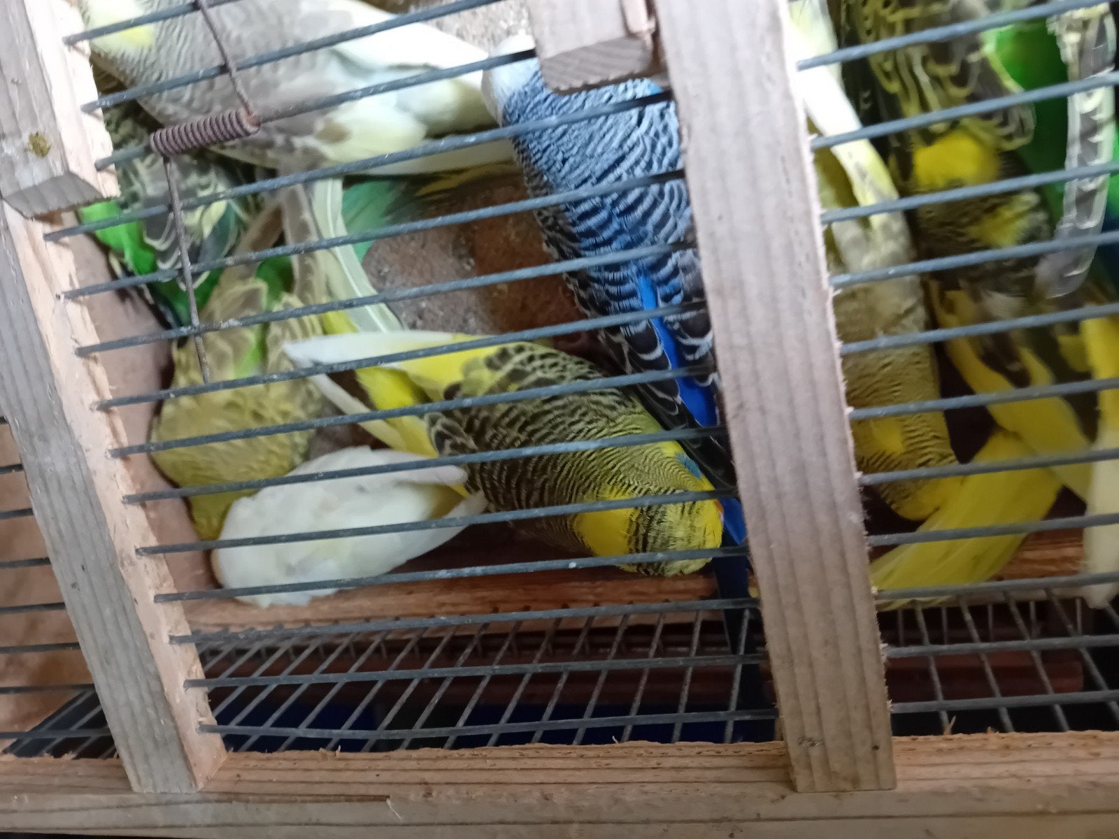Grasparkieten, Meerdere dieren, Parkiet