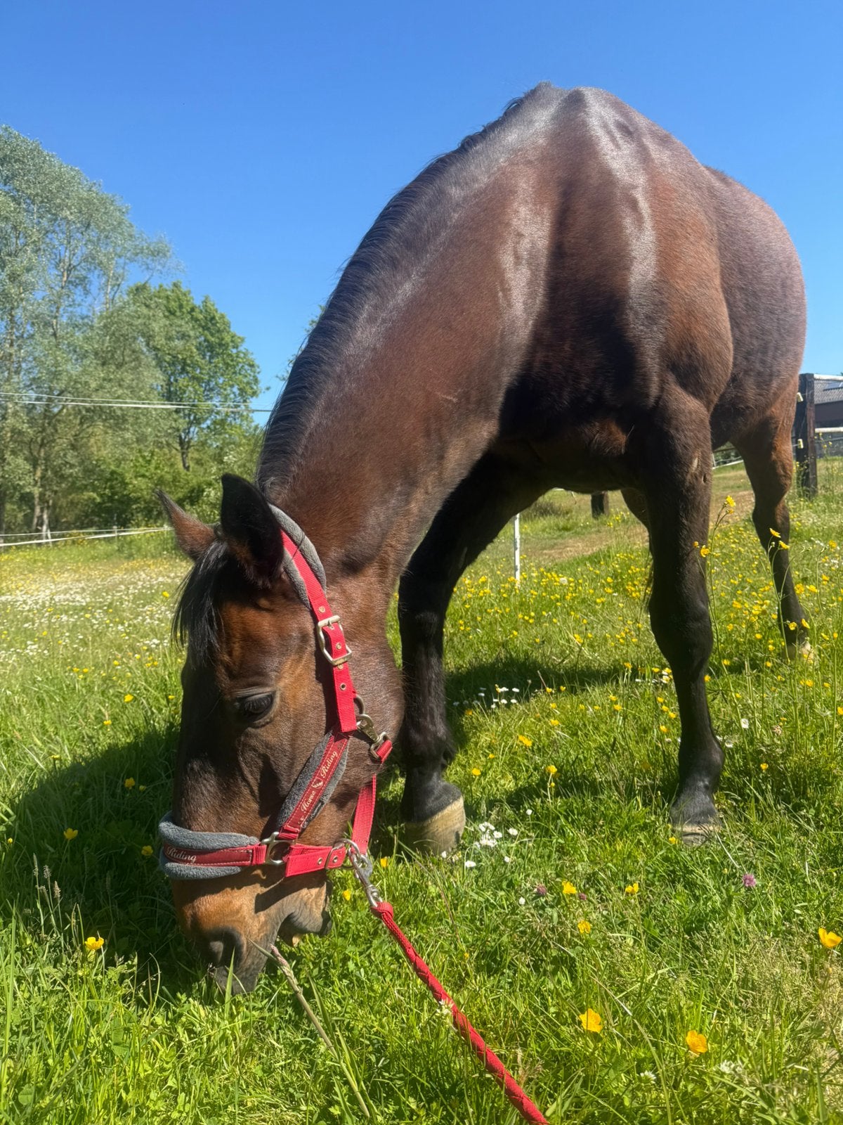 coaching / gezelschap / lichte recreatie paard te koop, Ruin, L