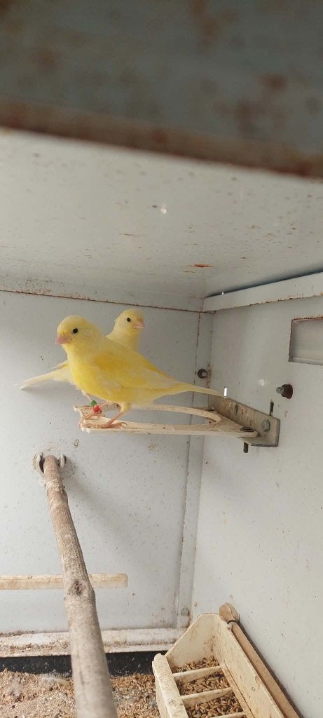 Kanaries, Dieren en Toebehoren