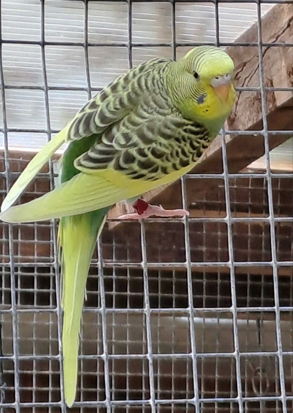 Jonge grasparkiet, Bagué