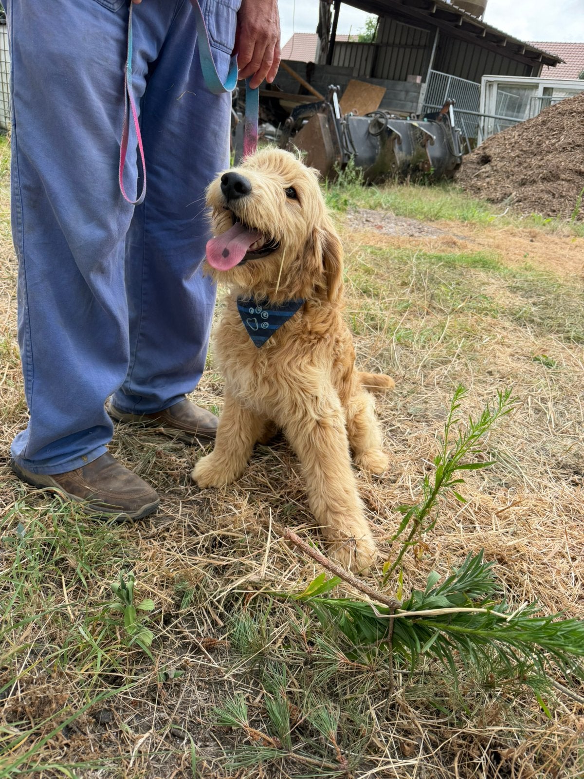 Mooie goldendoodles!, België, 15 weken tot 1 jaar, Reu, Meerdere