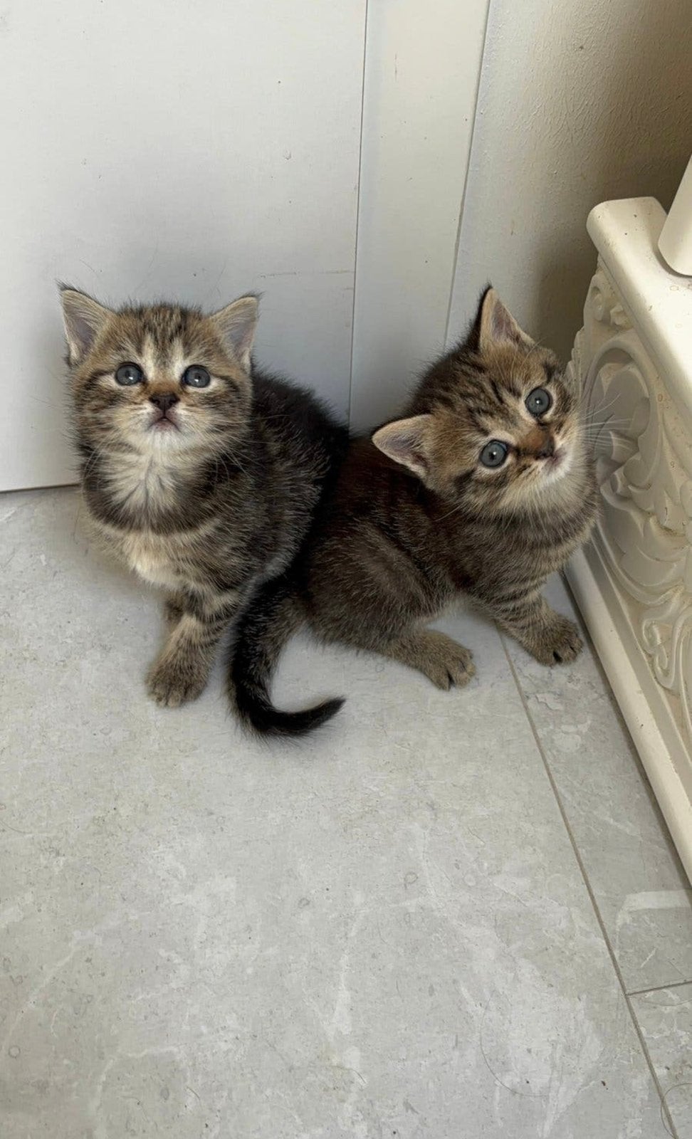 Brown/Black tabby korte britshaar kitten, Animaux & Accessoires, Chatte ou Chat, Avec pedigree, 0 à 2 ans