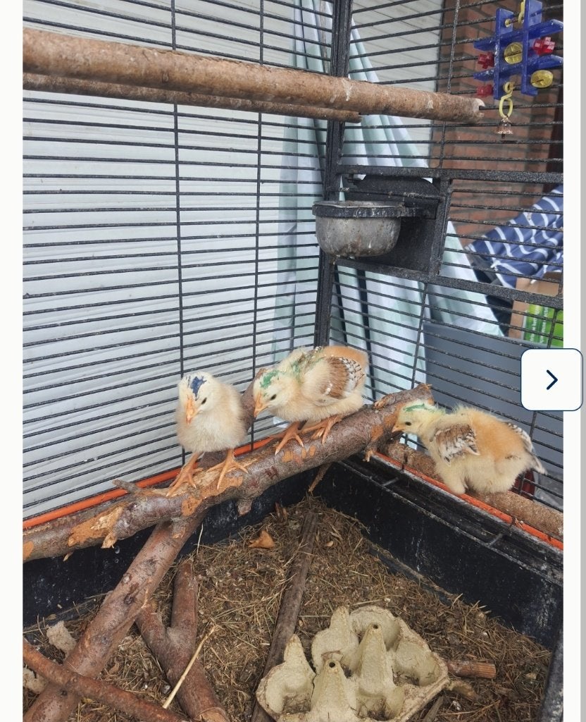 5 kuikens te koop 35 euro, Meerdere dieren, Kip