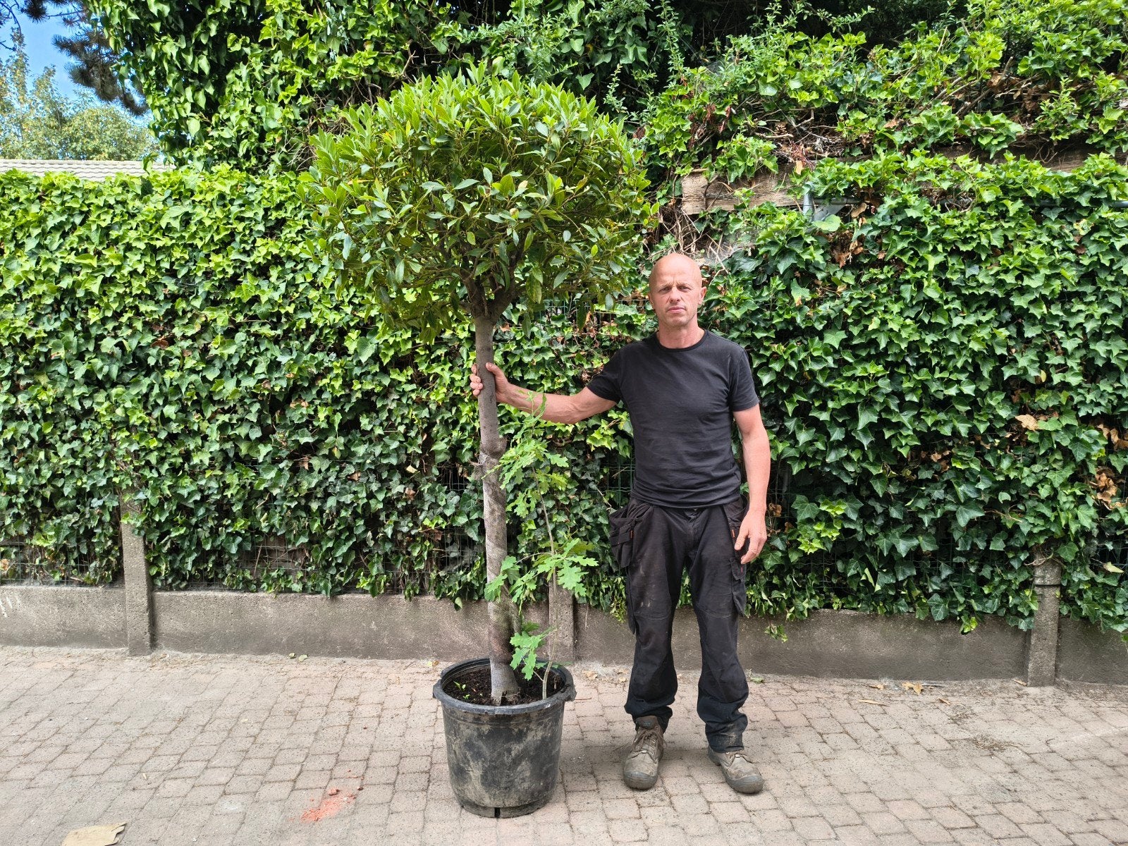 Laurier Nobilis Op Stam Pot 25 Liter Te koop Intermassa BV, Jardin & Terrasse, Plantes | Arbres, Enlèvement, Olivier