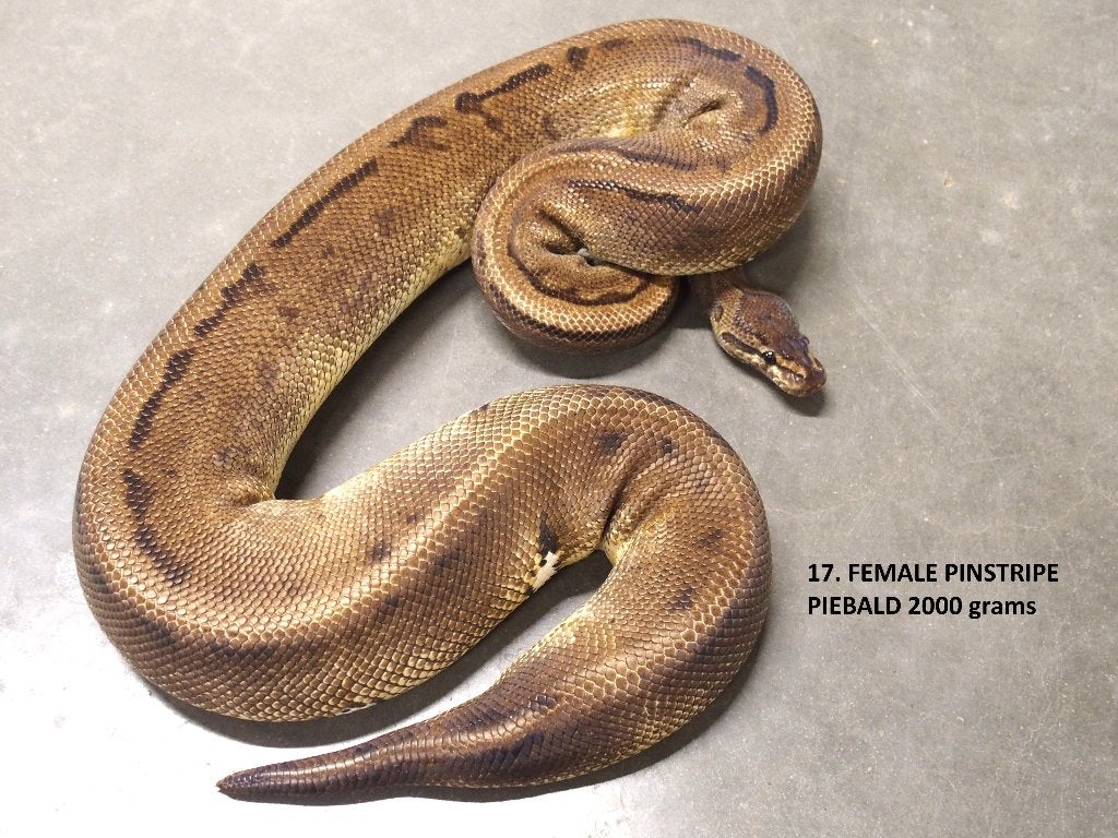 Koningspython halfwas en volwassen kweekdieren deel 1 Ball Python photo 17
