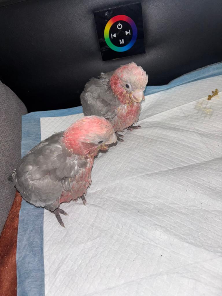 Handopfok vogels gevraagd