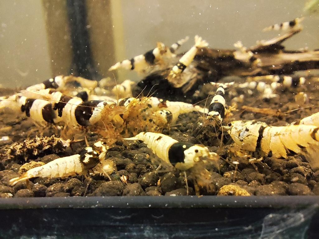 Crevettes black crystal caridina, Animaux & Accessoires, Enlèvement ou Envoi