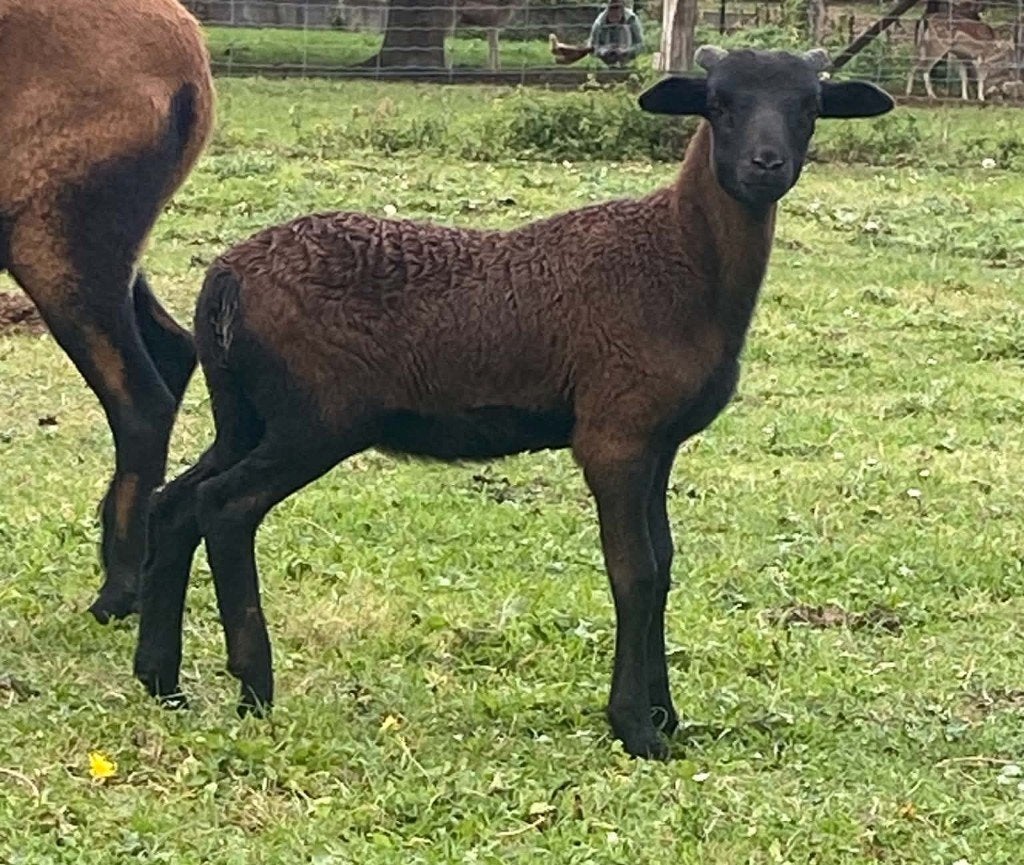 Kameroen schapen, Animaux & Accessoires, Mâle, Mouton, 0 à 2 ans