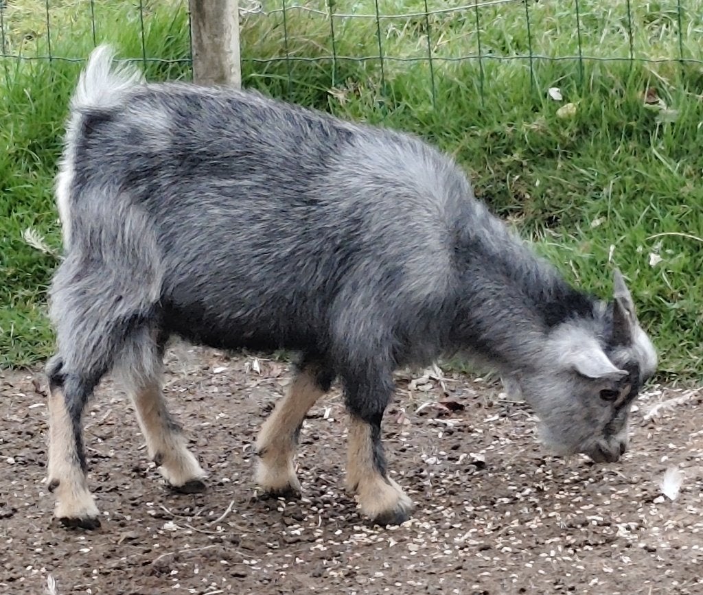 Blauwschimmel bok, Dieren en Toebehoren, Mannelijk, Geit, 0 tot 2 jaar