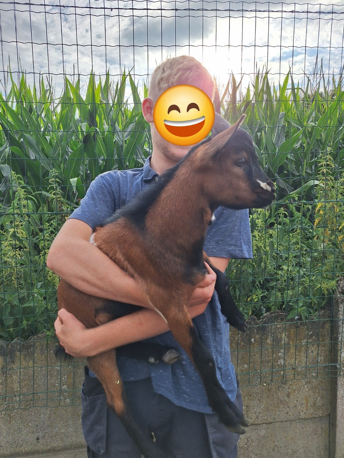 dwerggeit bokje, Dieren en Toebehoren, Mannelijk, Geit, 0 tot 2 jaar