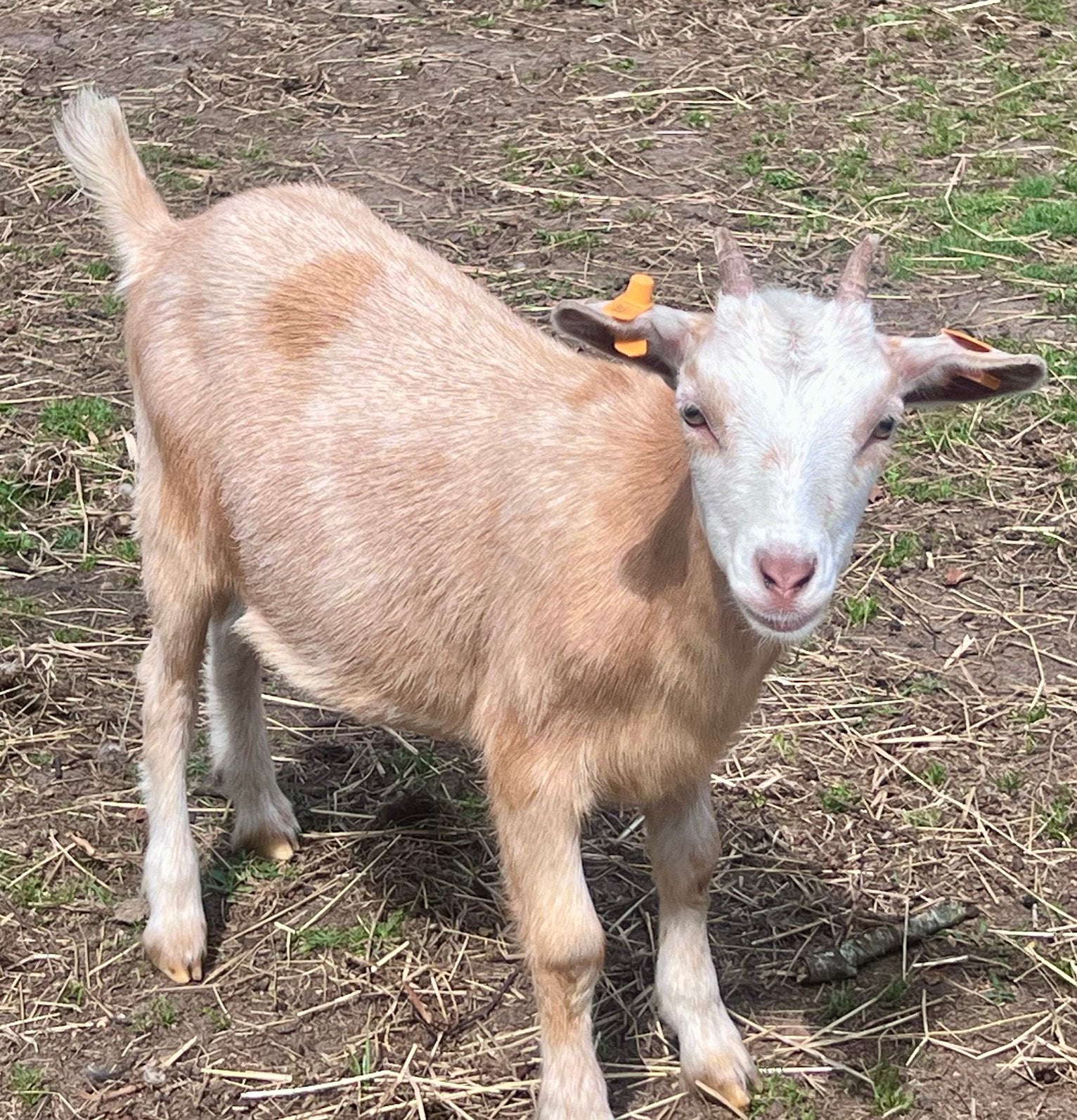 Beige maanvlek dwerggeit vrouwtje, Dieren en Toebehoren, Schapen, Geiten en Varkens, Vrouwelijk, Geit, 0 tot 2 jaar