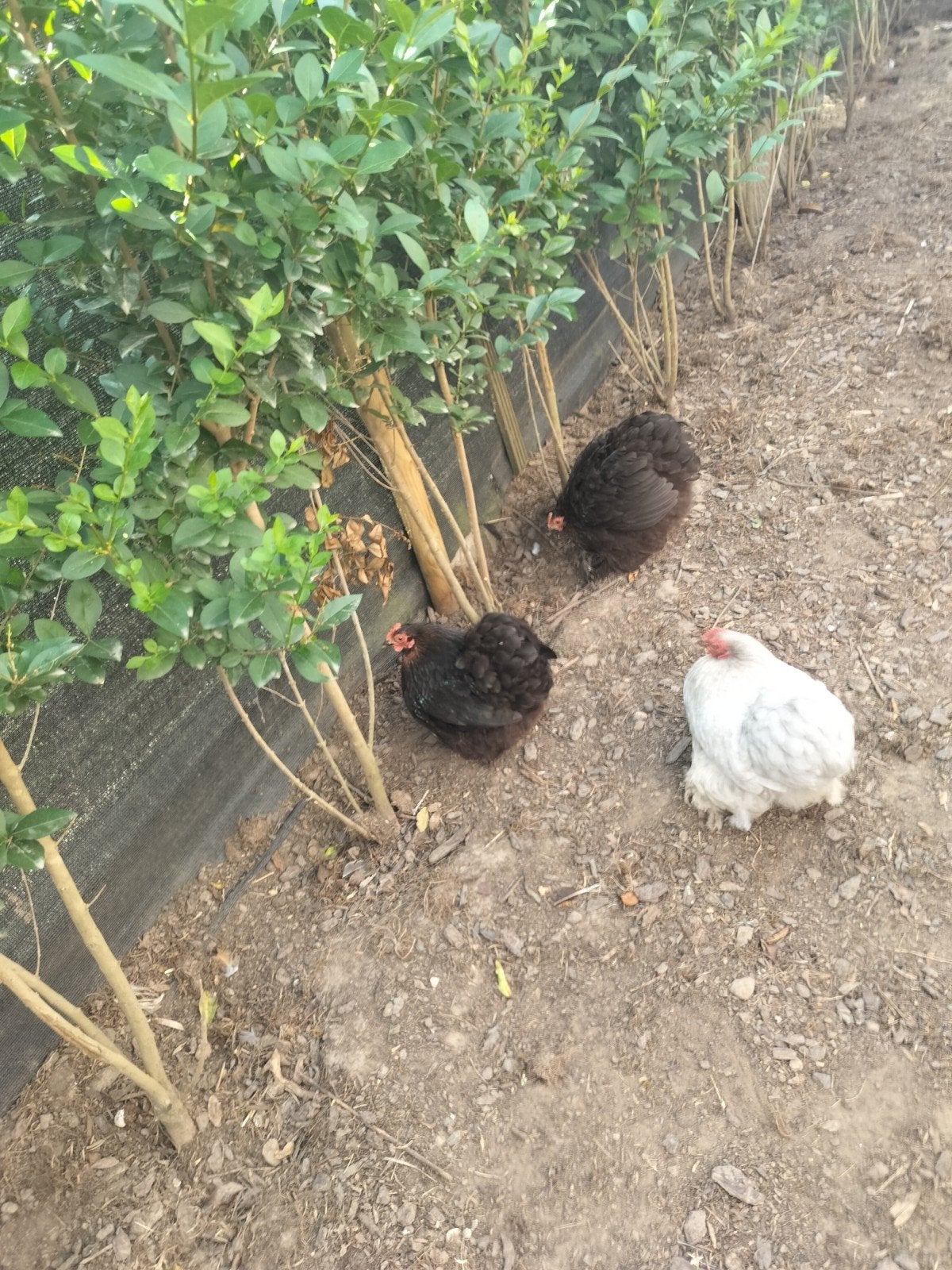 kriel kippen, Dieren en Toebehoren, Pluimvee