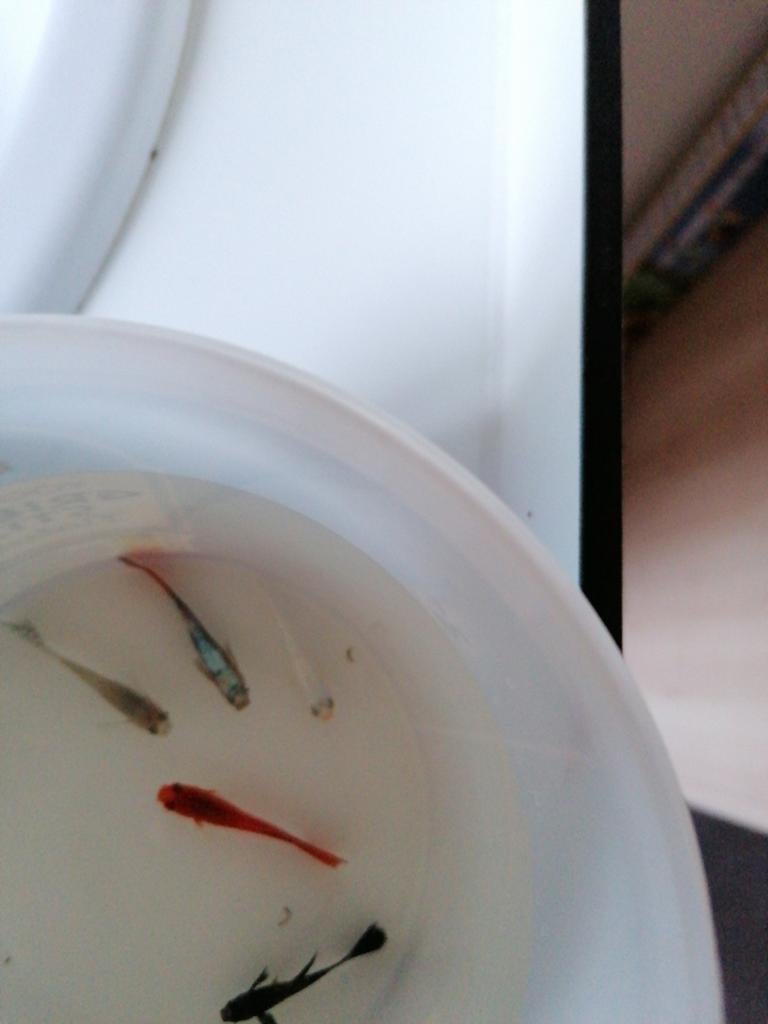 Guppys, Dieren en Toebehoren