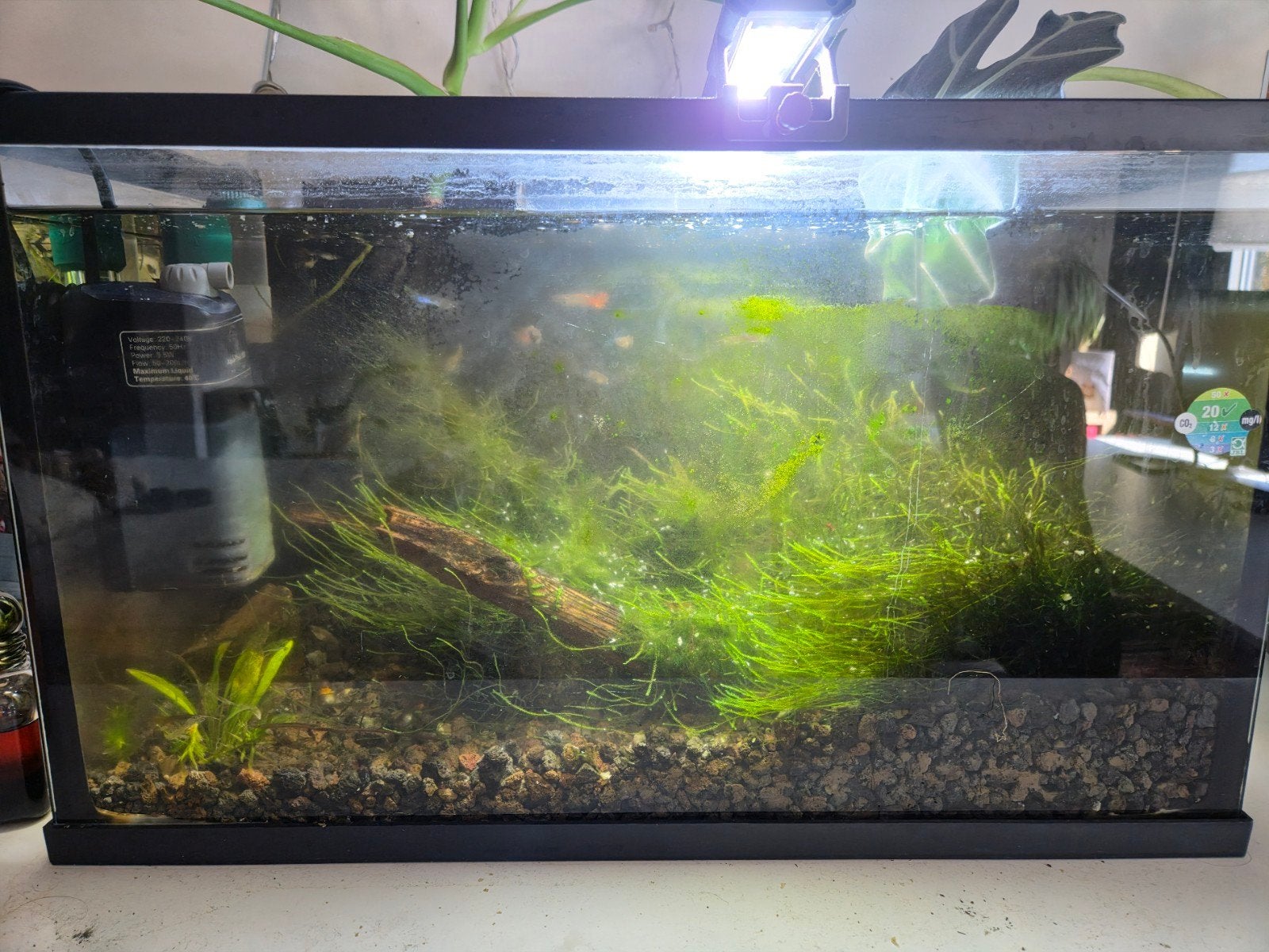 Aquarium 40l volledig, Ophalen, Pomp