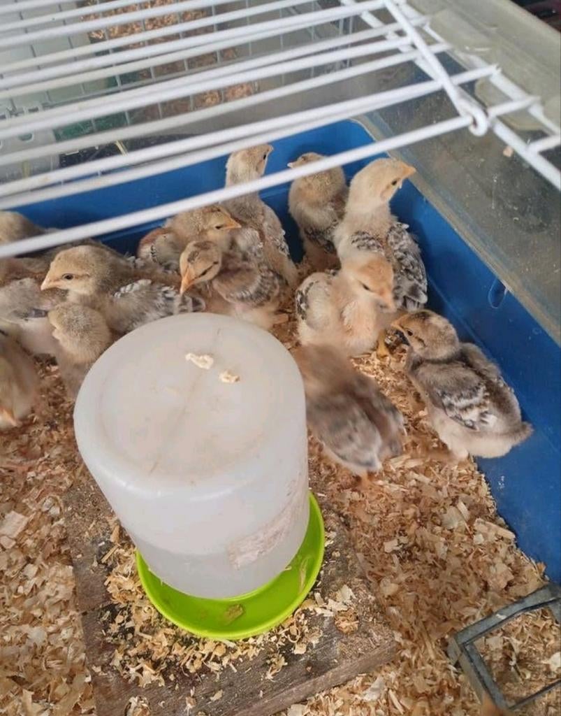 Kuikens te koop, Dieren en Toebehoren, Pluimvee