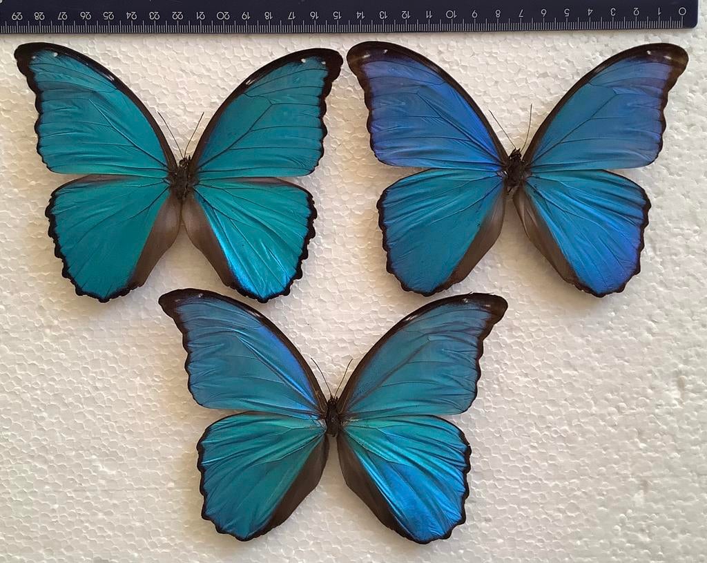 MORPHO DIDIUS vlinders, Ophalen of Verzenden, Zo goed als nieuw