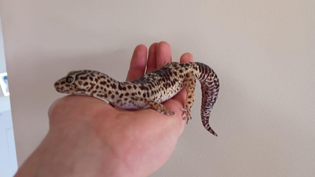 Luipaardgekko's, 3jaar, Dieren en Toebehoren