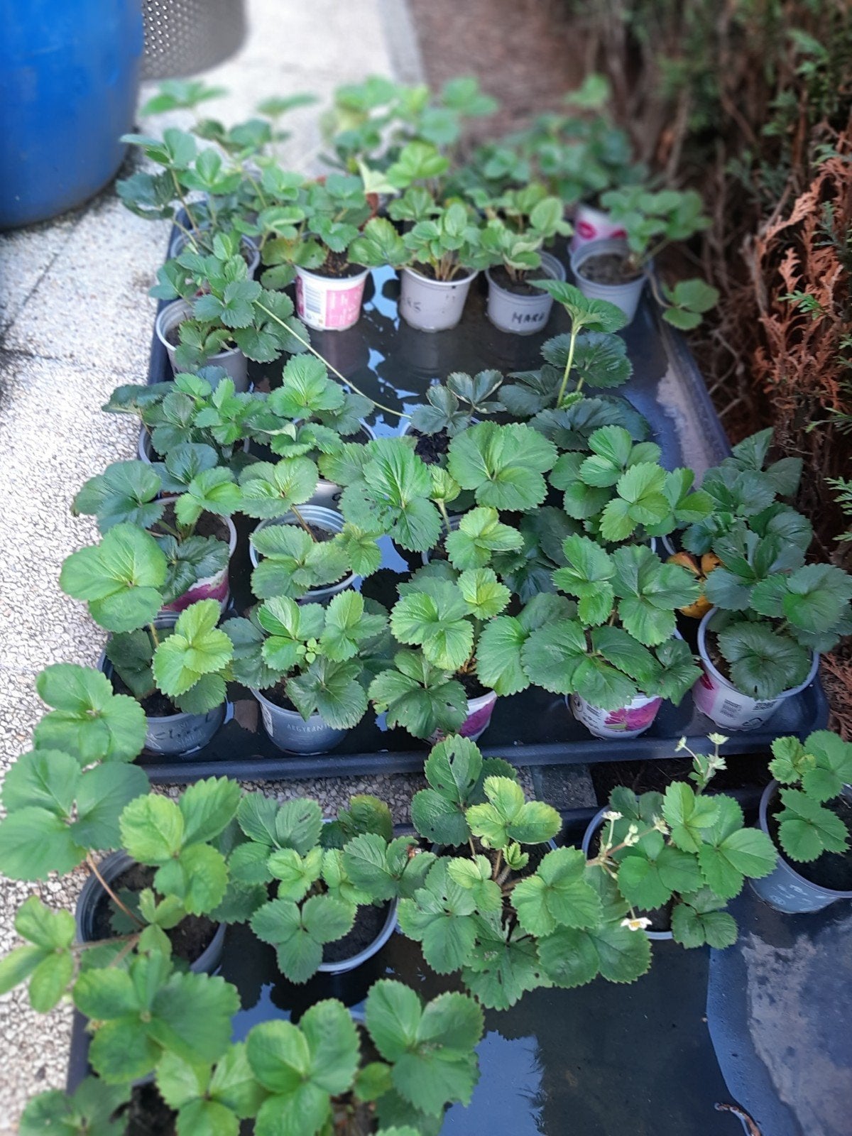 Winterharde doordragende aardbeiplanten 5 soorten 1,5 €, Tuin en Terras, Ophalen, Zomer