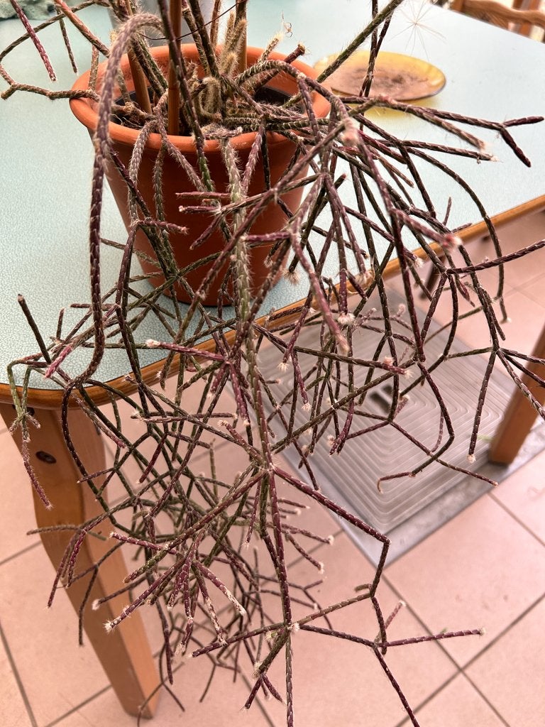 Superbe cactus rouge en forme de germe - 75 cm, Jardin & Terrasse, Enlèvement, Plein soleil, En pot, Été