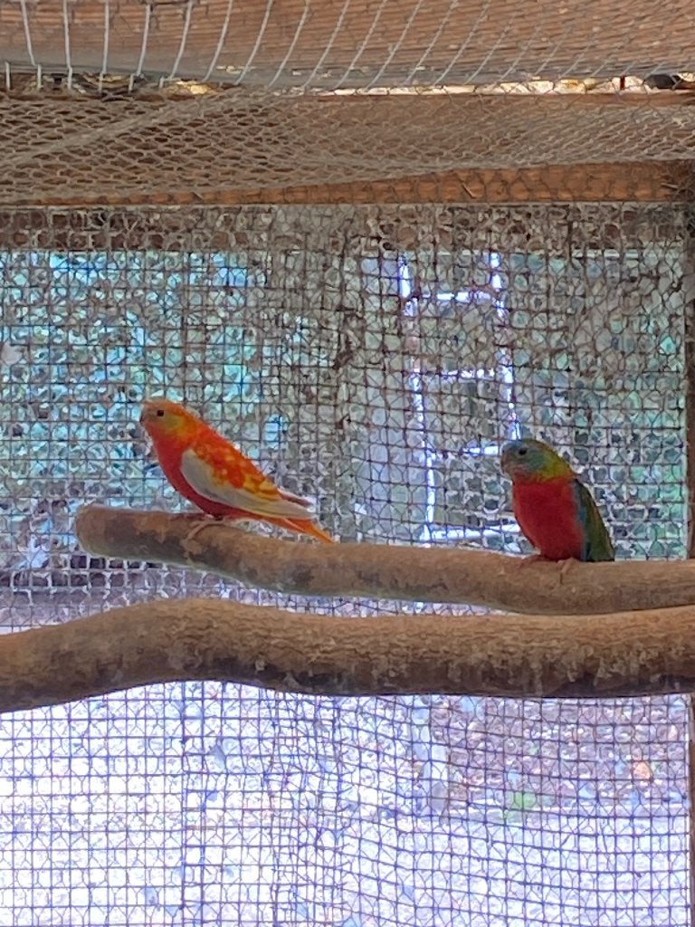 Turquoisin, Dieren en Toebehoren, Vrouwelijk, Parkiet, Geringd