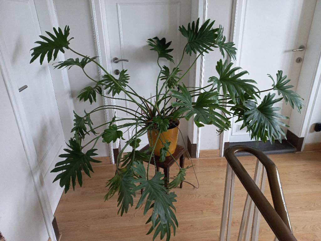 LAATSTE KANS - Koninklijke Philondendron Xanadu, prachtstaat, Ophalen, Overige soorten, Halfschaduw, Minder dan 100 cm