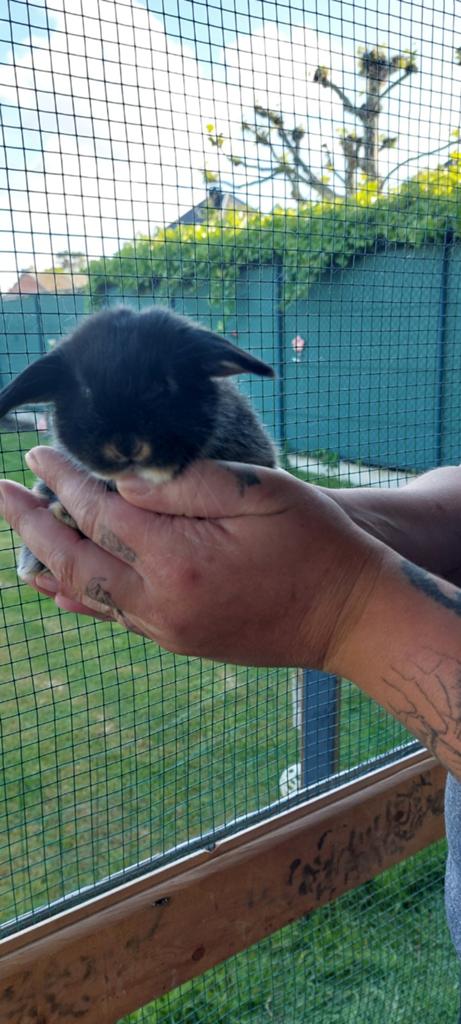 Hangoortjes, Dieren en Toebehoren, Knaagdieren, April, Meerdere dieren, Tam