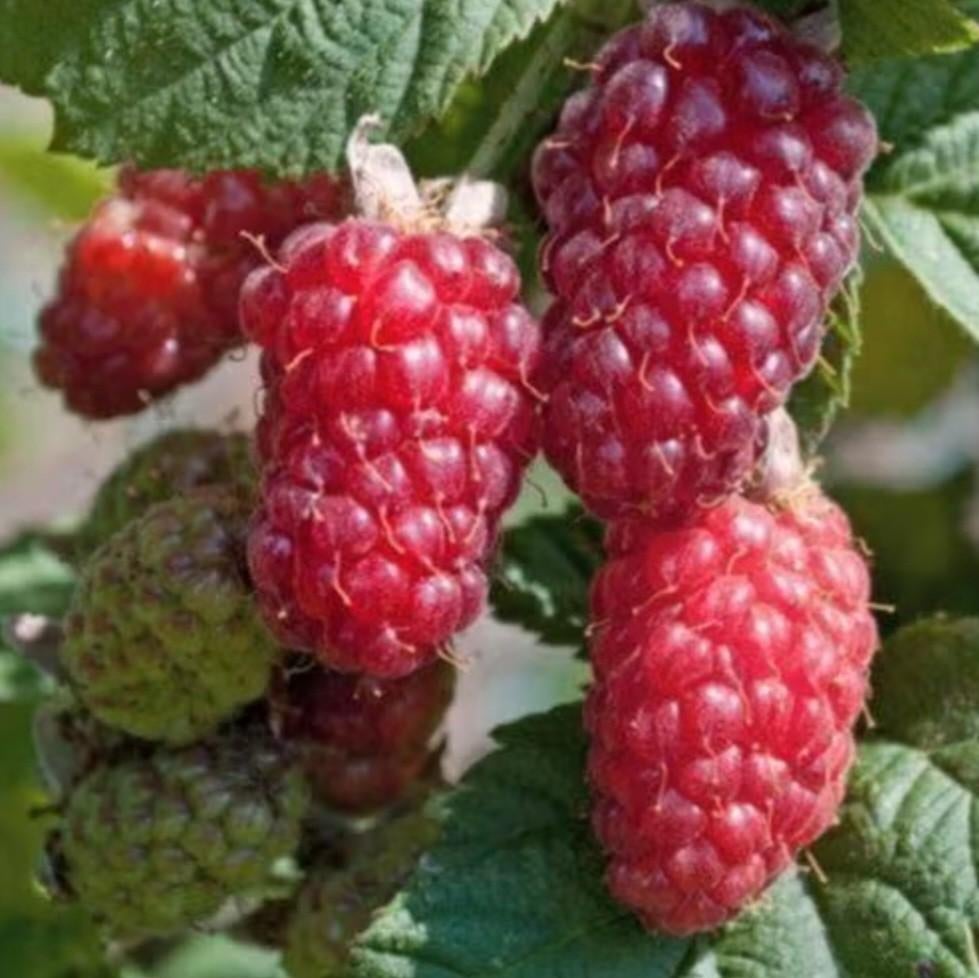 Taybes, Tuin en Terras, Ophalen