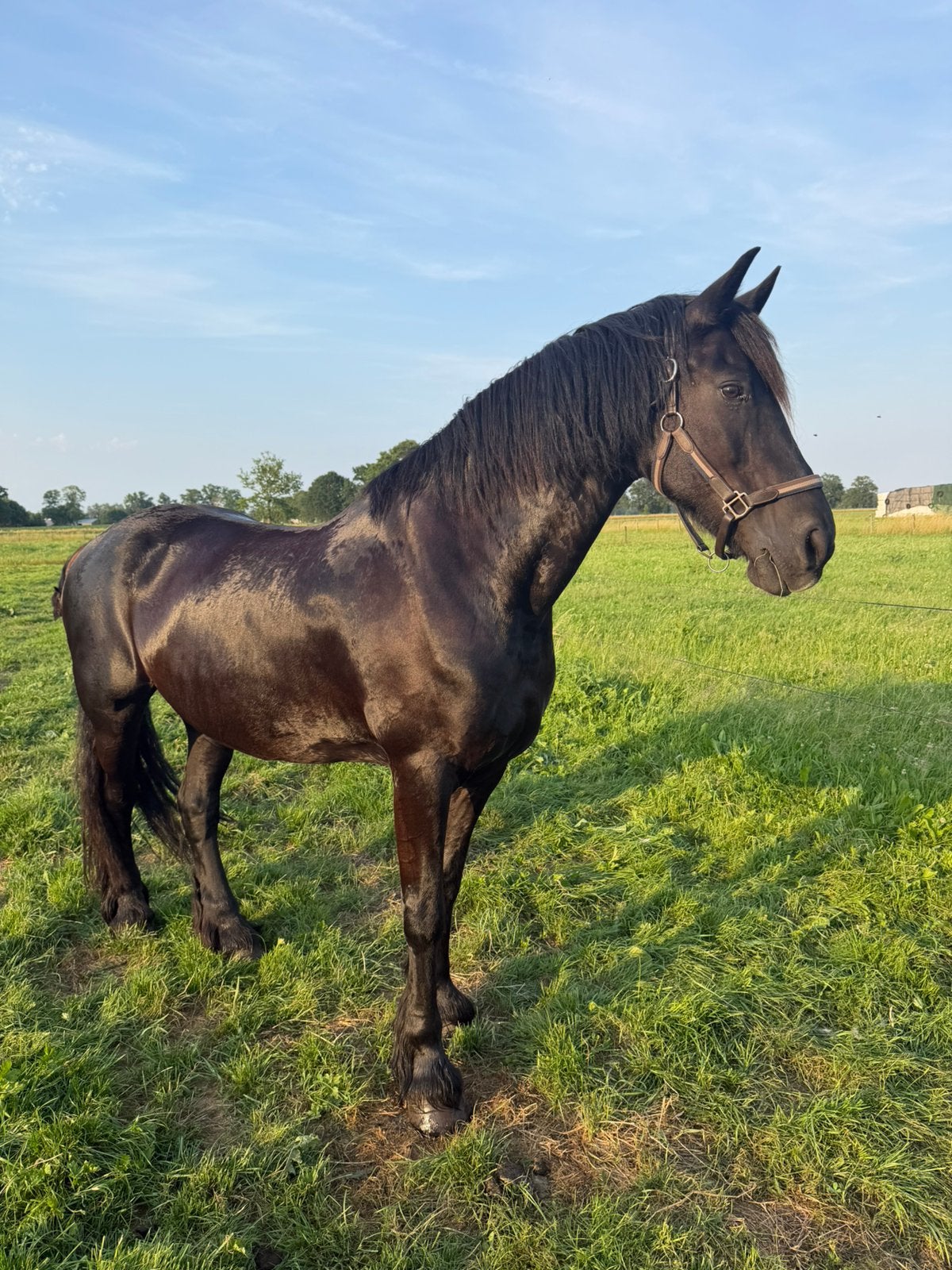Prachtige Fries Merrie, Dieren en Toebehoren, Merrie, 160 tot 165 cm, 11 jaar of ouder, Recreatiepaard