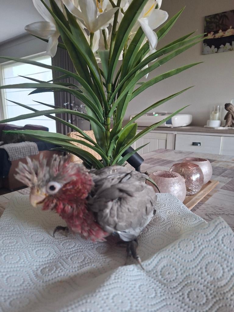 Te bekomen tamme rosé kaketoes, Dieren en Toebehoren, Geslacht onbekend, Papegaai, Tam