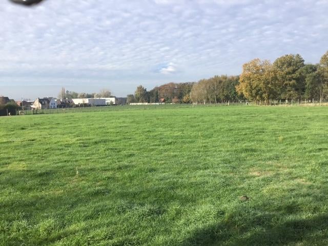 Weide voor schapen te huur