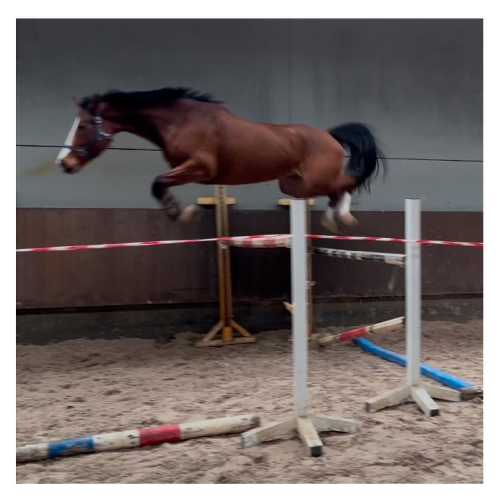 Paarden en pony’s gezocht voor verkoop, Dieren en Toebehoren, Paarden, B