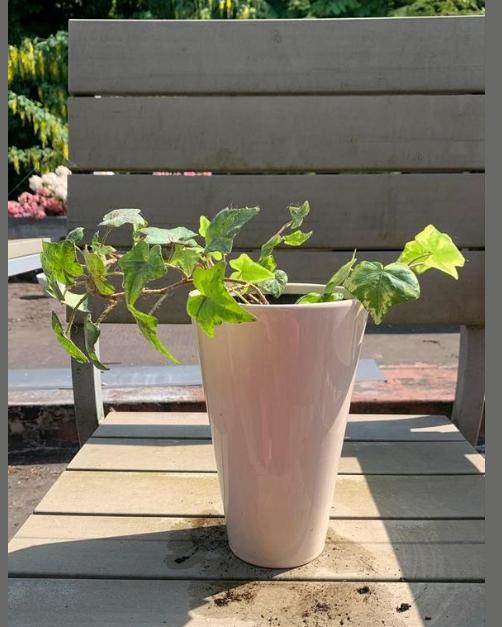 Klimop met pot 30 cm, Enlèvement, Comme neuf