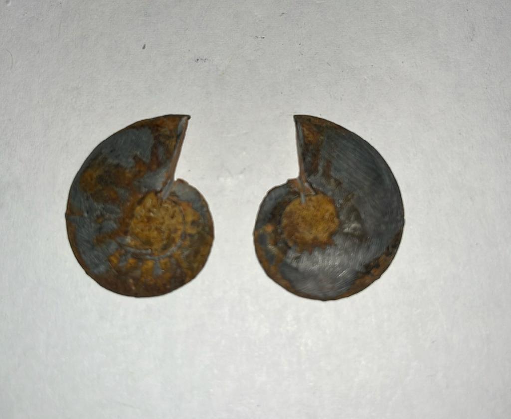 2 kleine halve Ammoniet snedes - 5,5gram totaal - 28x22x3mm, Ophalen of Verzenden, Fossiel