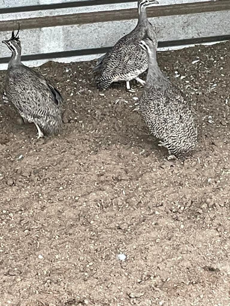 Kuiftinamoe, Dieren en Toebehoren, Pluimvee, Meerdere dieren, Overige soorten